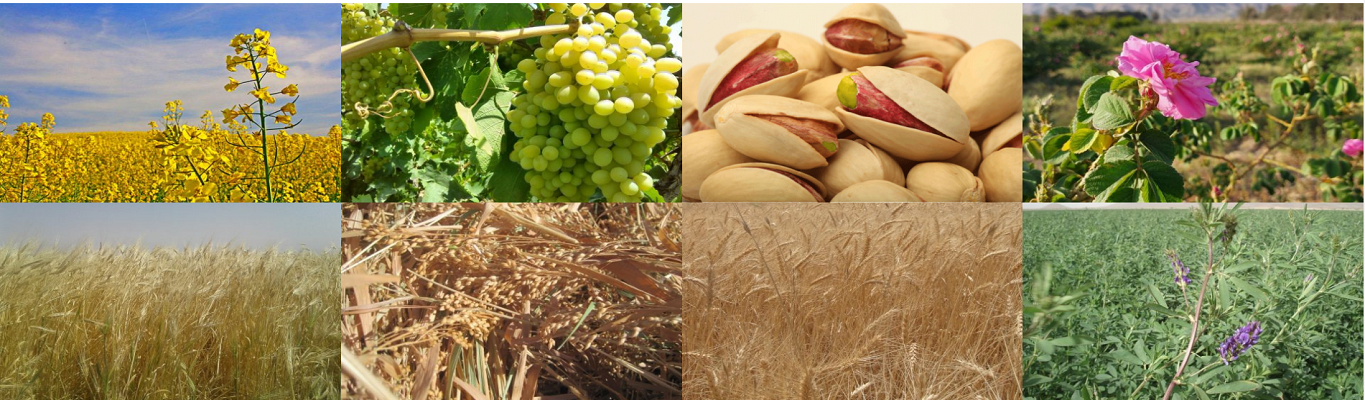 AGRICULTURE