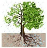 سوپر جاذب تراوا ، بهترین مکمل آب برای درختان