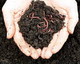 تولید ورمی کمپوست با بالاترین استاندارد جهانی از نظر تعداد کرم